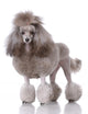 Portrait Poodle