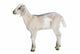 Lamb White Farm Animal Wall Decal