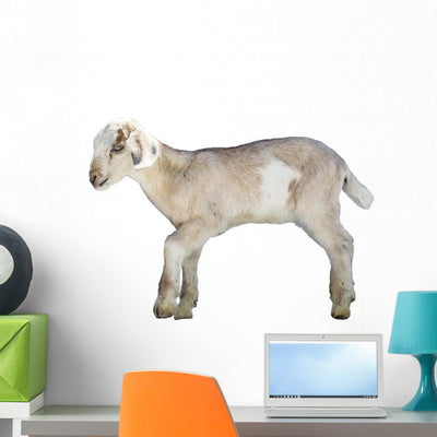 Young Sheep Lamb Wall Decal shown on a wall