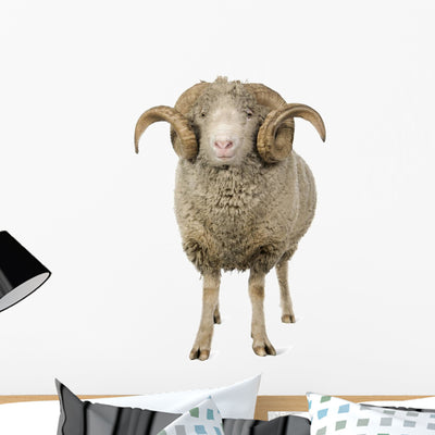 Sheep Ram Standing Wall Decal shown on a wall