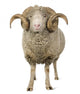 Sheep Ram Standing Wall Decal