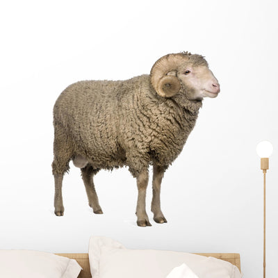 Arles Merino Sheep Ram Wall Decal shown on a wall