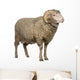 Arles Merino Sheep Ram Wall Decal