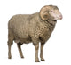 Arles Merino Sheep Ram Wall Decal