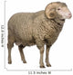 Arles Merino Sheep Ram Wall Decal