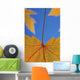 Close-Up Of Yellow Maple Leaves In Studio Wall Mural