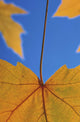 Close-Up Of Yellow Maple Leaves In Studio Wall Mural