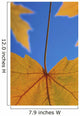 Close-Up Of Yellow Maple Leaves In Studio Wall Mural