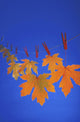 Close-Up Of Fall Colored Maple Leaves On Clothesline /Nin Studio Wall Mural