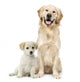 Golden Retriever and a Labrador puppy sitting Wall Decal
