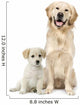 Golden Retriever and a Labrador puppy sitting Wall Decal
