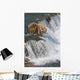 Adult Brown Bear Fishing For Salmon At Top Of Brooks Falls Wall Mural