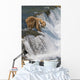 Adult Brown Bear Fishing For Salmon At Top Of Brooks Falls Wall Mural