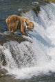 Adult Brown Bear Fishing For Salmon At Top Of Brooks Falls Wall Mural