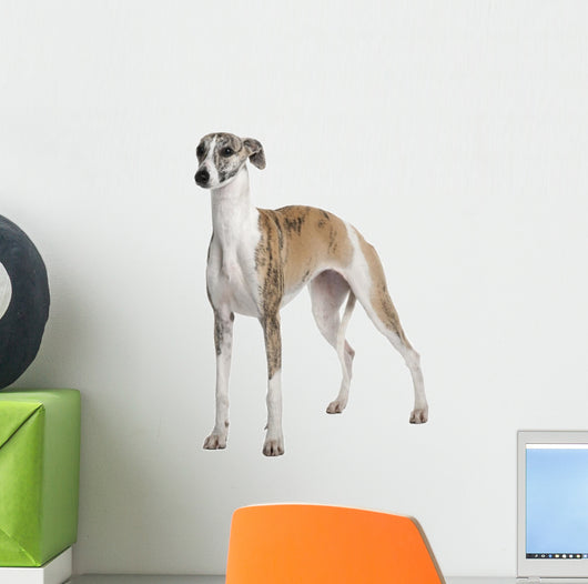 Young Whippet Standing Front Wall Decal Design 2