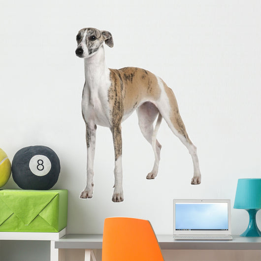 Young Whippet Standing Front Wall Decal Design 2