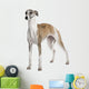 Young Whippet Standing Front Wall Decal Design 2