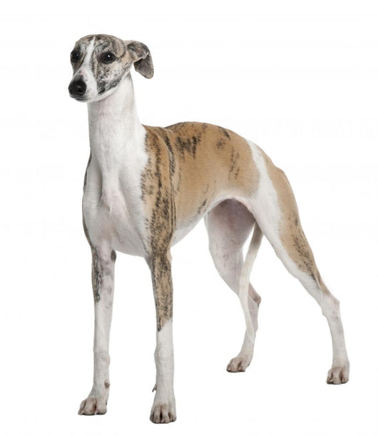 Young Whippet Standing Front Wall Decal Design 2