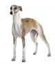 Young Whippet Standing Front Wall Decal Design 2