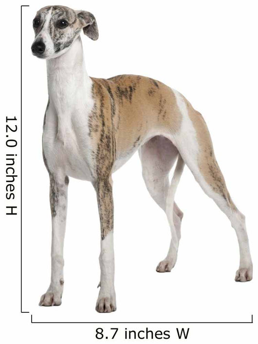 Young Whippet Standing Front Wall Decal Design 2