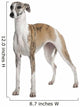 Young Whippet Standing Front Wall Decal Design 2