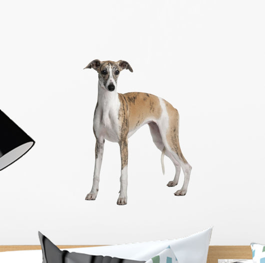 Young Whippet Standing Front Wall Decal Design 1
