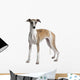 Young Whippet Standing Front Wall Decal Design 1