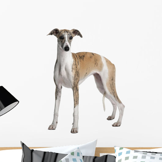 Young Whippet Standing Front Wall Decal Design 1