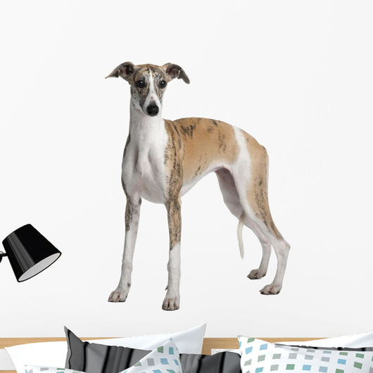 Young Whippet Standing Front Wall Decal Design 1