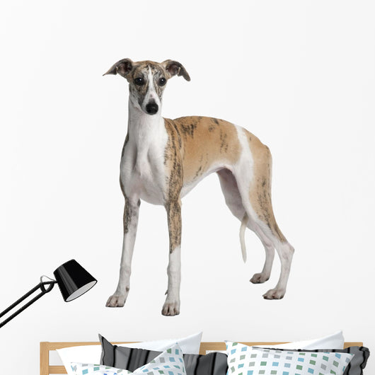 Young Whippet Standing Front Wall Decal Design 1