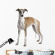 Young Whippet Standing Front Wall Decal Design 1