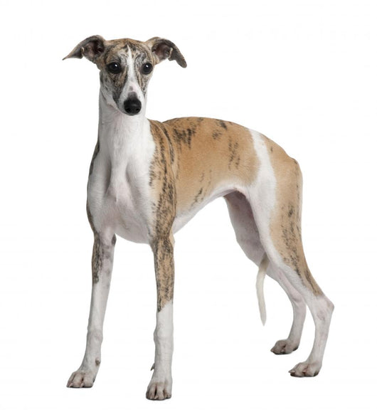 Young Whippet Standing Front Wall Decal Design 1