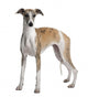 Young Whippet Standing Front Wall Decal Design 1