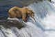 Adult Brown Bear Fishing For Salmon At Top Of Brooks Falls Wall Mural