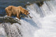 Adult Brown Bear Fishing For Salmon At Top Of Brooks Falls Wall Mural