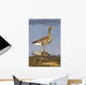 White-Fronted Goose Stands Wall Mural