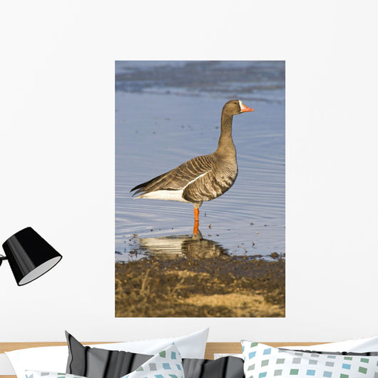 White-Fronted Goose Stands Wall Mural