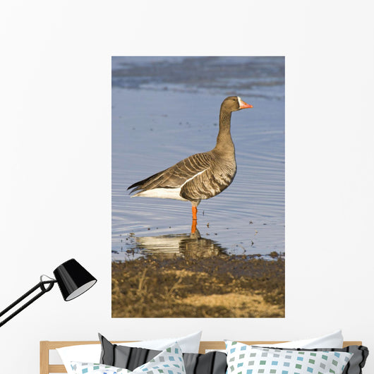 White-Fronted Goose Stands Wall Mural