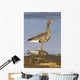 White-Fronted Goose Stands Wall Mural