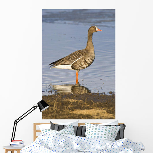White-Fronted Goose Stands Wall Mural