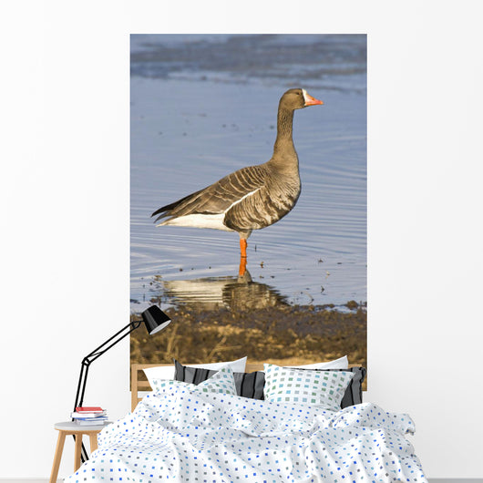 White-Fronted Goose Stands Wall Mural