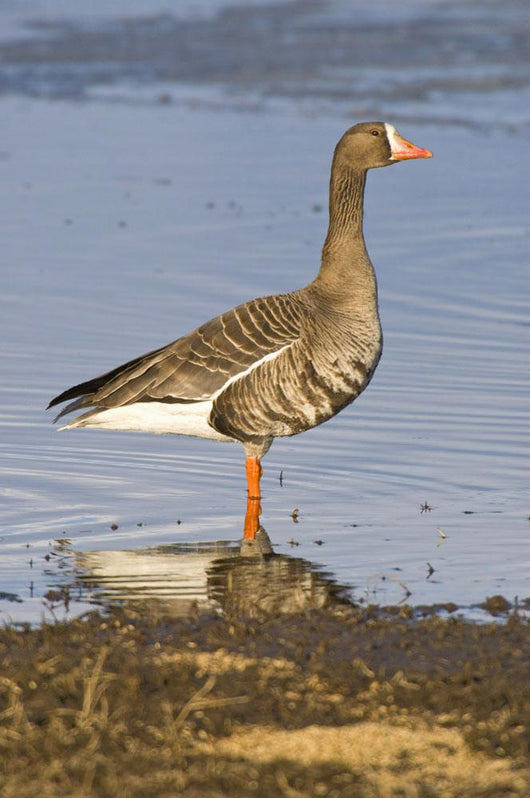 White-Fronted Goose Stands Wall Mural