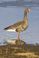 White-Fronted Goose Stands Wall Mural