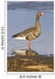 White-Fronted Goose Stands Wall Mural