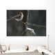 Common Redpolls In Spruce Tree During Snowstorm In Ak Winter Wall Mural