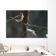 Common Redpolls In Spruce Tree During Snowstorm In Ak Winter Wall Mural