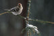 Common Redpolls In Spruce Tree During Snowstorm In Ak Winter Wall Mural