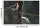 Common Redpolls In Spruce Tree During Snowstorm In Ak Winter Wall Mural