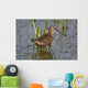 Long-Billed Dowitcher Stands Wall Mural