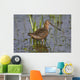 Long-Billed Dowitcher Stands Wall Mural